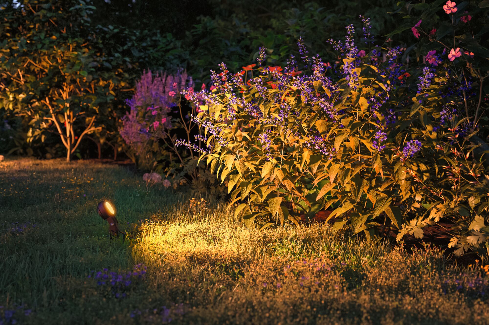 Gartenstrahler mit warmweißem LED-Licht beleuchtet lila Blüten und grünes Laub bei Nacht