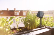 Kleines schwarzes Solarpanel im Pflanzkasten mit frischem grünem Gemüse und Kräutern im Sonnenlicht