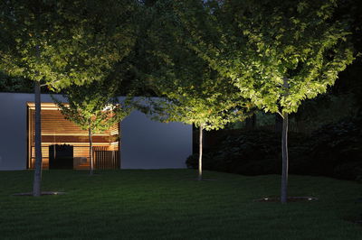 Moderne Gartenbeleuchtung mit Bodeneinbauleuchten, die Bäume in grünem Garten bei Nacht beleuchten.