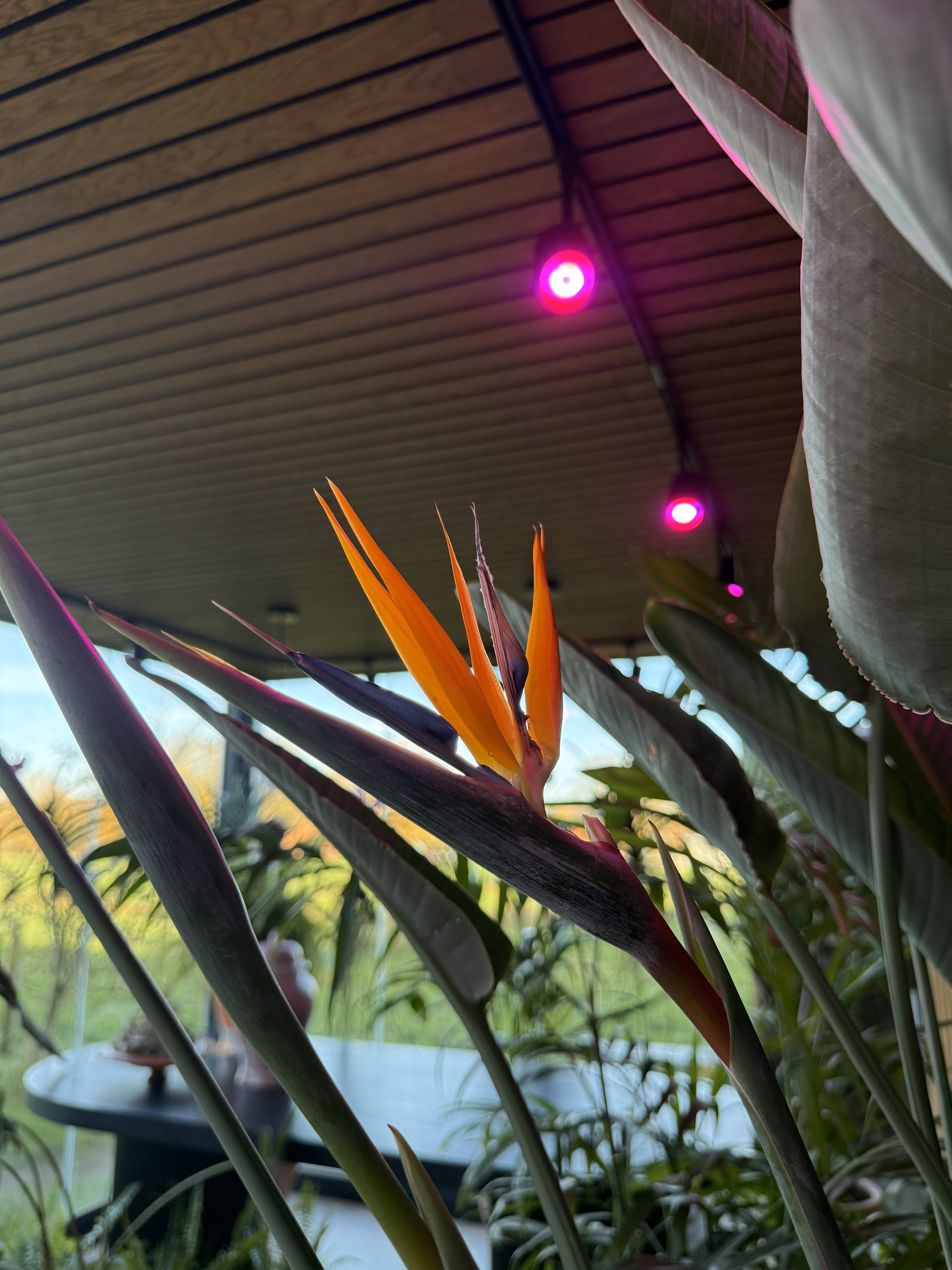 Orange bird of paradise flower with green leaves under ceiling lights with pink LED lighting