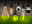 Dekorative LM