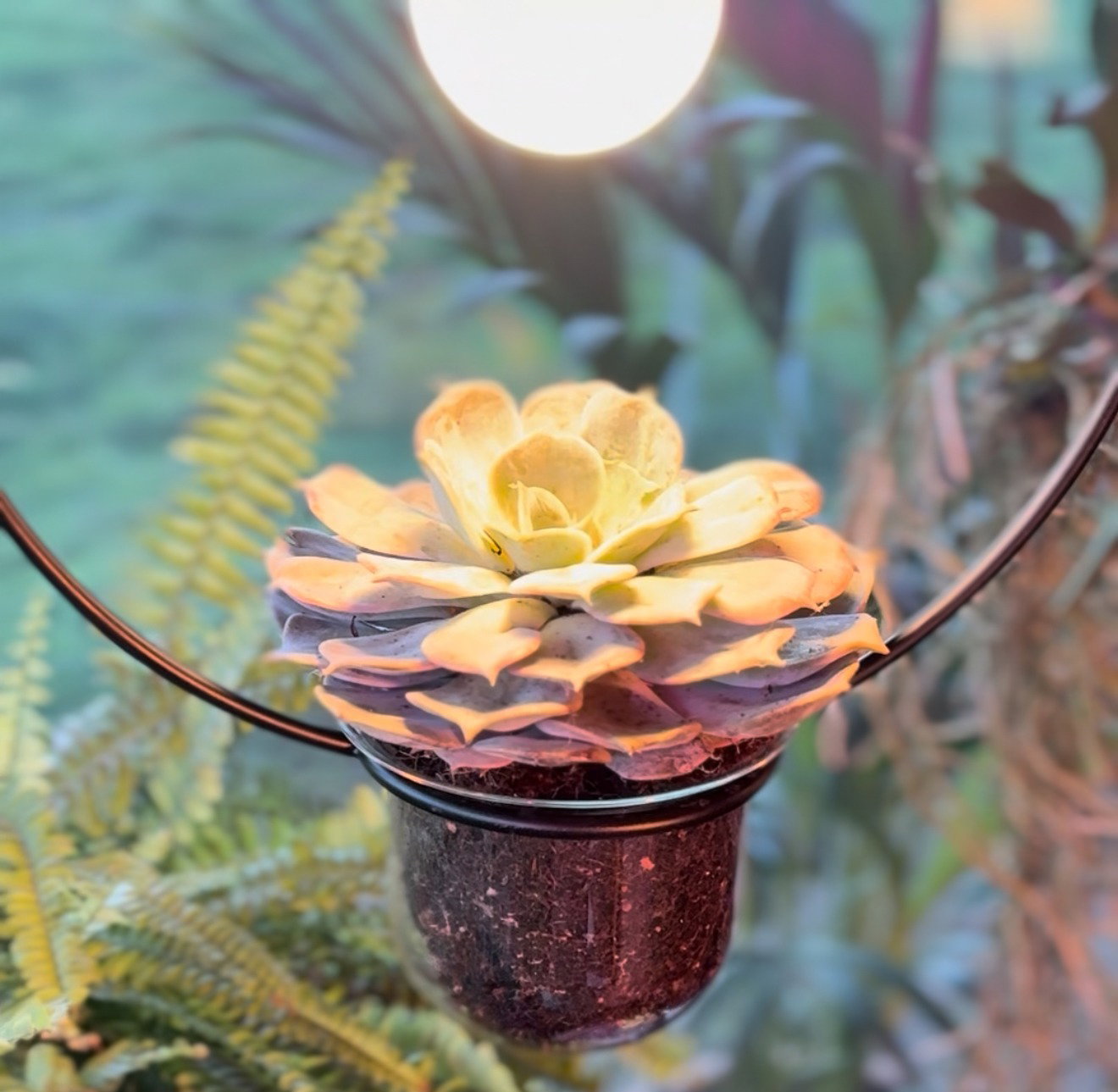 Pendant luminaire Tasja Yellow-green succulent in hanging pot with black metal frame, surrounded by fern and decorative objects.