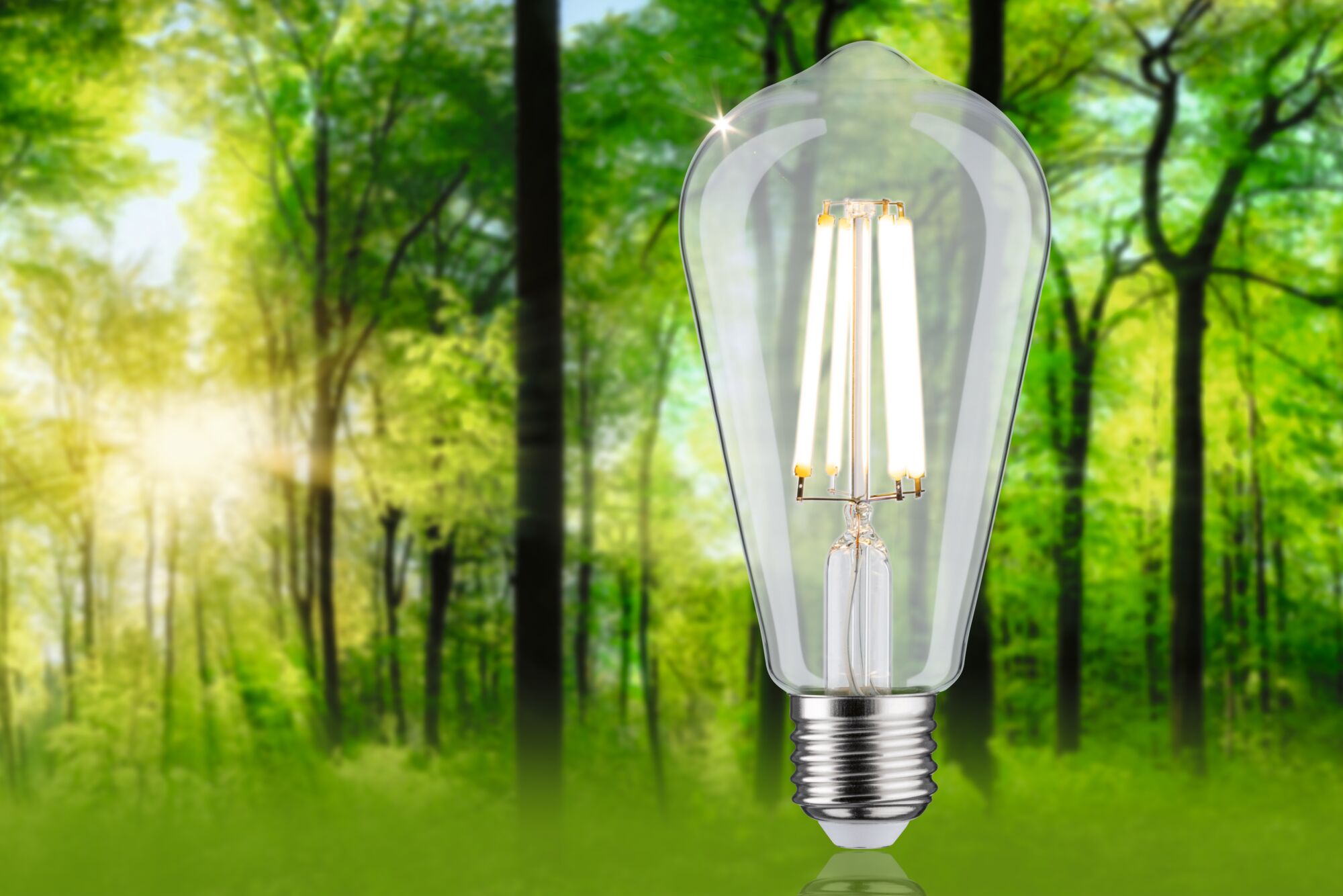 LED-Glühbirne mit transparentem Glas und Metallfassung vor grünem Waldhintergrund für energiesparende Beleuchtung