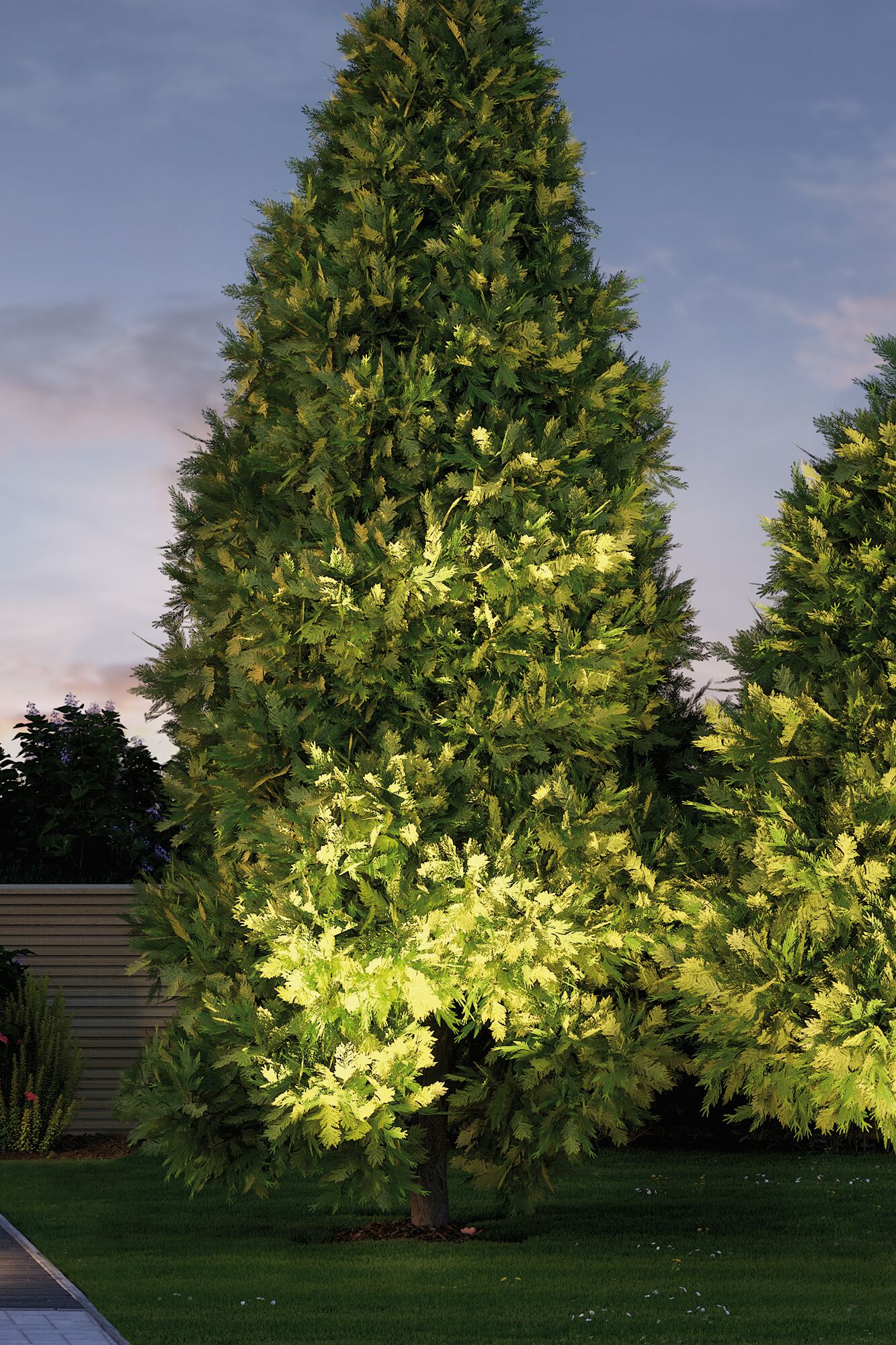 Green garden tree with dense foliage in evening light, outdoor area with lawn and fence.