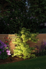 Garden spotlight illuminating green maple bush by wooden fence, outdoor LED garden lighting.