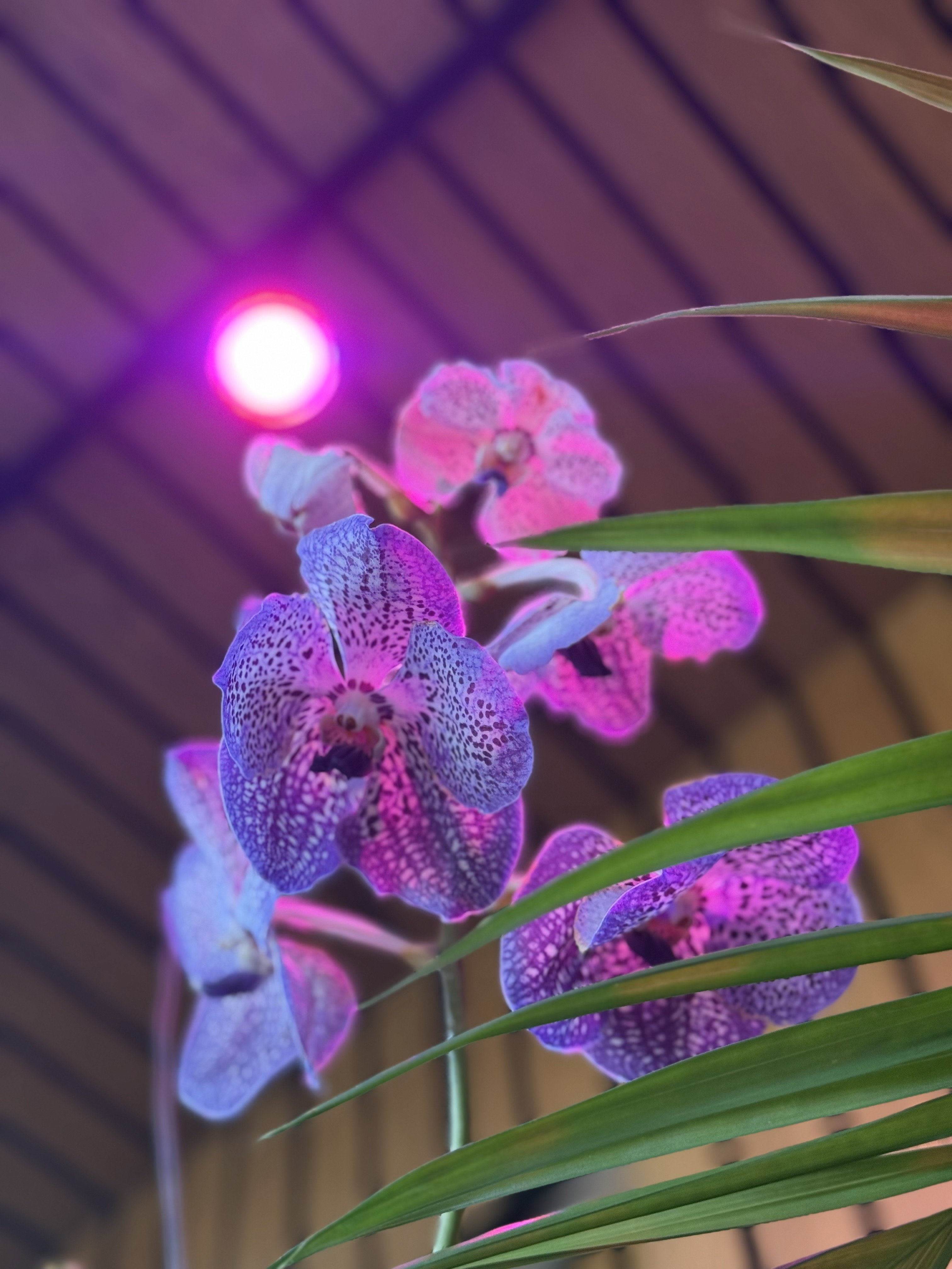Nærbillede af lilla orkideer med pink LED-belysning og grønne blade indendørs under træloft