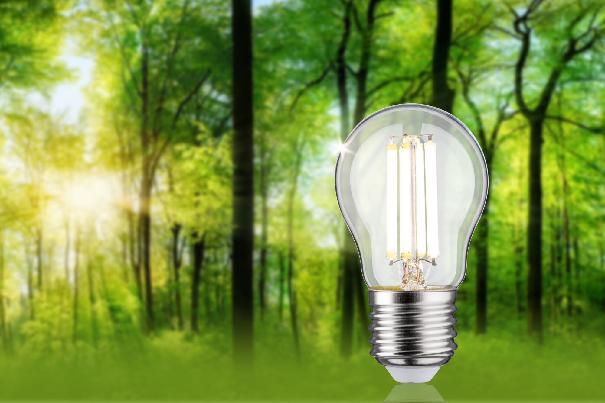 LED-Glühbirne mit transparentem Glas und silbernem Sockel vor grünem Waldhintergrund für energiesparende Beleuchtung