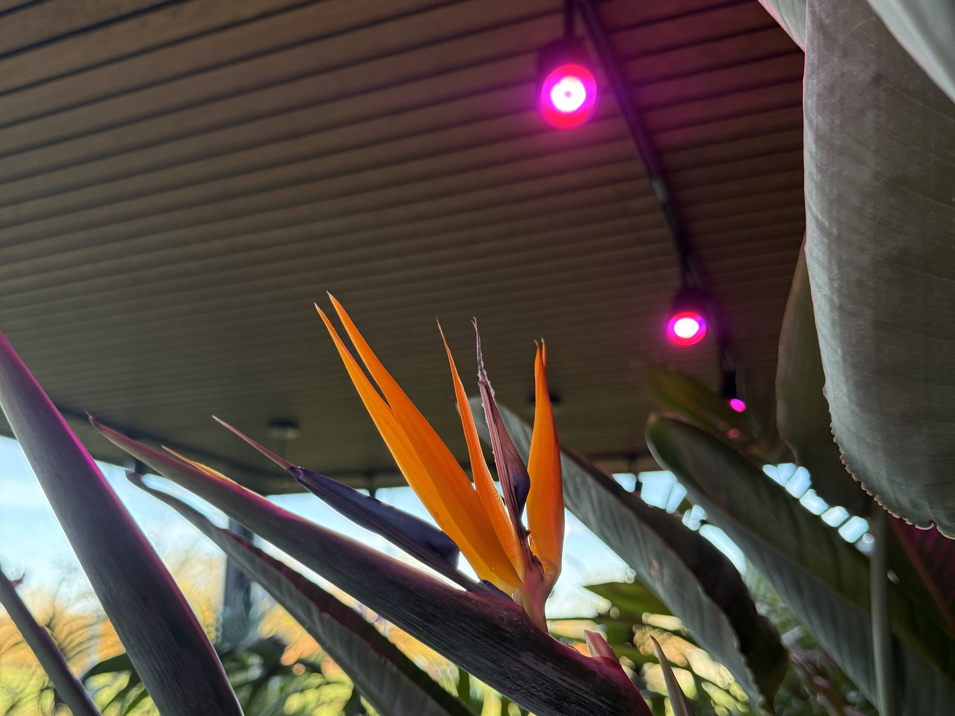 Orange bird of paradise flower with green leaves under ceiling lights with pink LED lighting