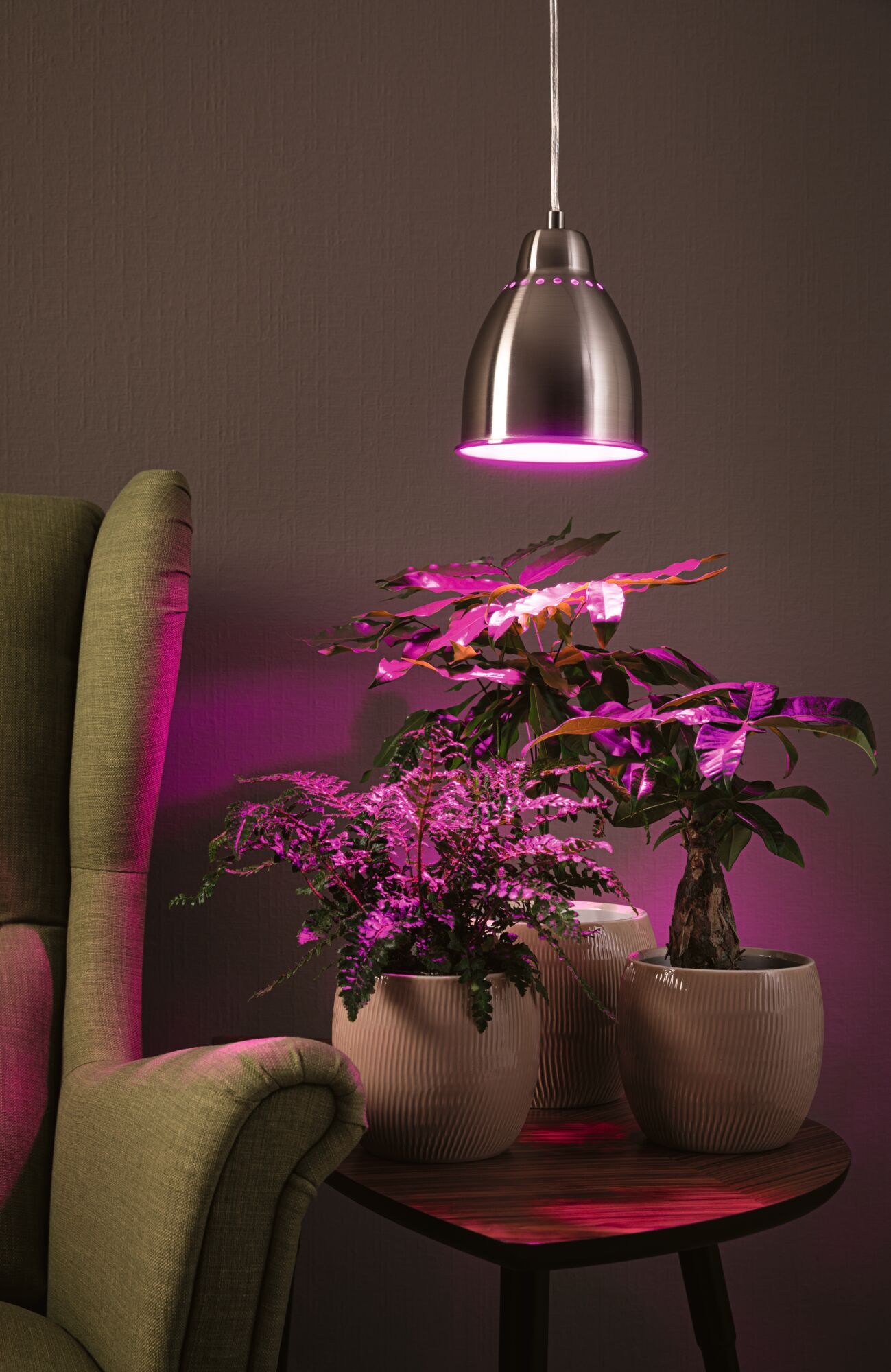 Moderner Edelstahl-Pendelleuchter mit rosa LED-Licht über Topfpflanzen auf Holztisch im Wohnzimmer