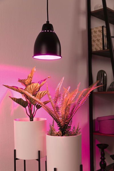 Black metal pendant lamp with pink LED light above two white plant pots with green indoor plants