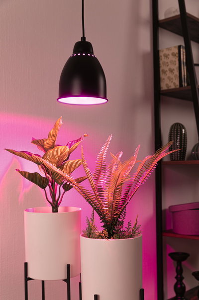 Black metal pendant lamp with pink LED light above two white plant pots with green plants in living room