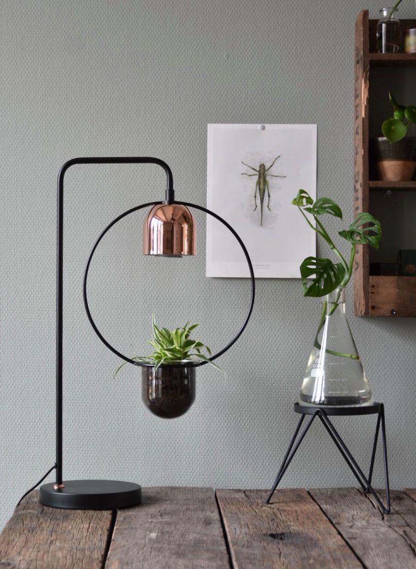 Modern black metal plant lamp with copper shade and green indoor plant on wooden table.