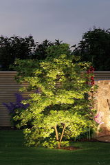 Jardin avec érable éclairé et feuillage vert devant une clôture en bois et un mur en pierre au crépuscule