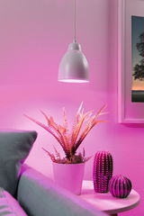 White metal pendant lamp with pink LED light above potted plant and decor in living room