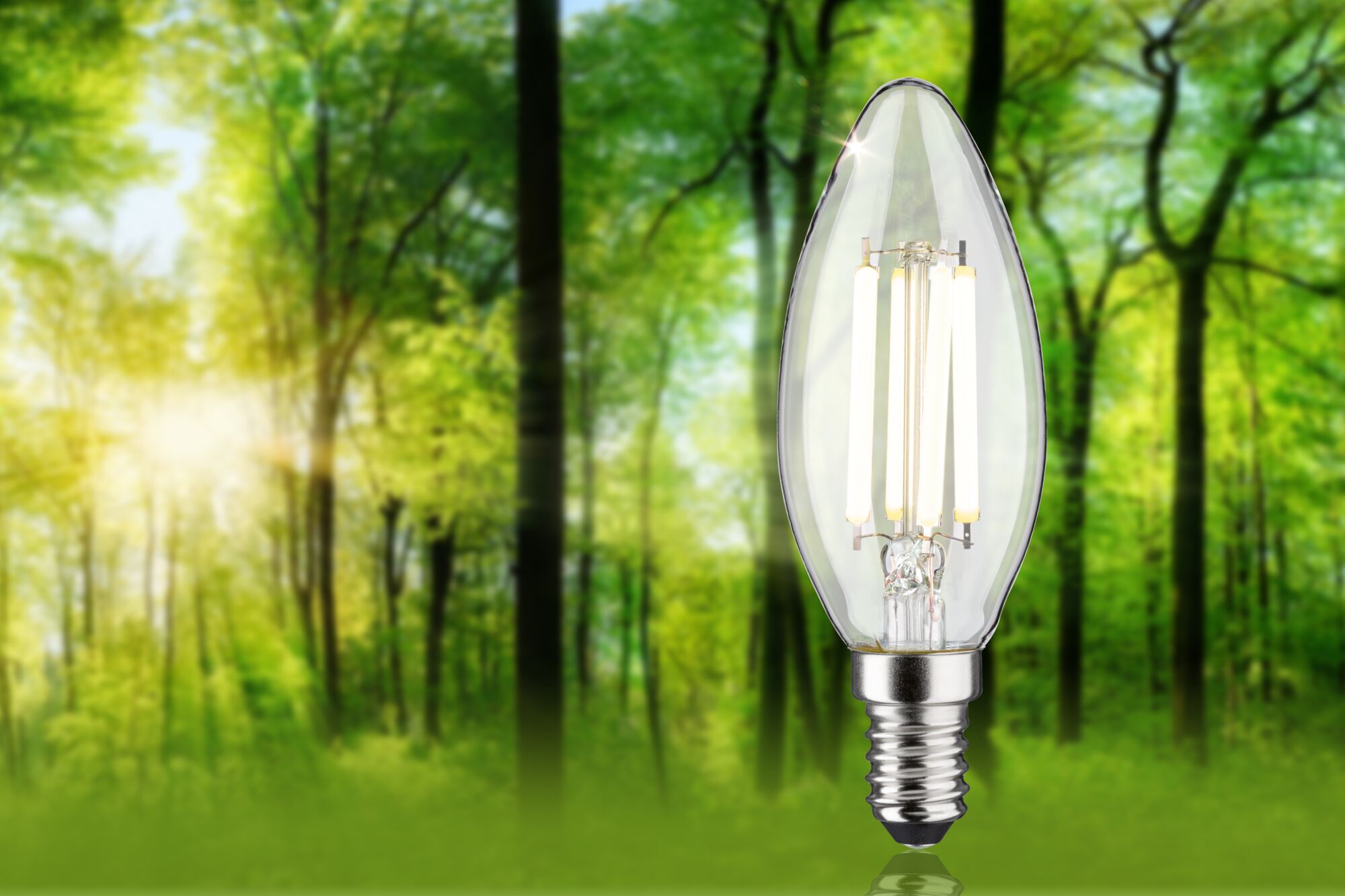 LED-lyskilde i klar glas med E14-fatning foran en grøn skovbaggrund