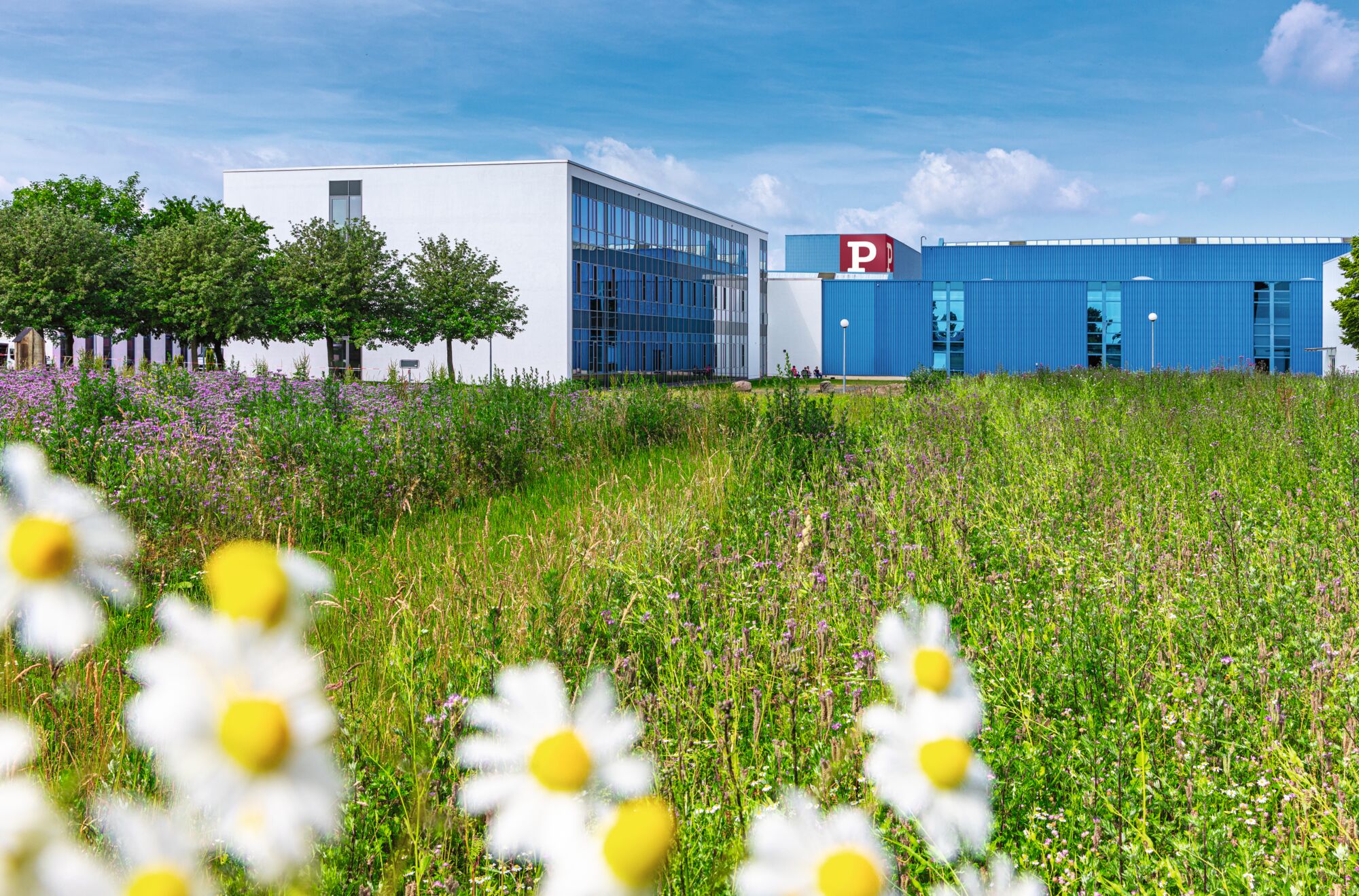 Bâtiment de bureaux moderne aux façades blanches et bleues entouré d'une prairie fleurie et d'arbres au soleil