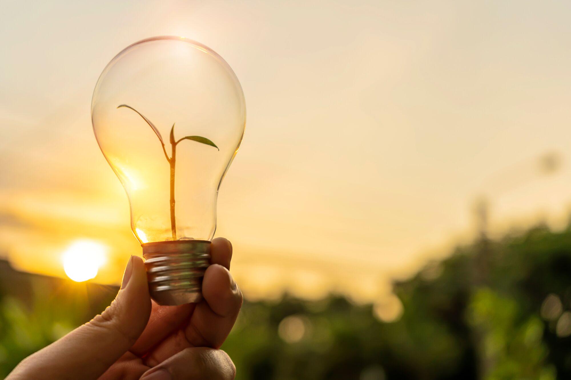 Ampoule en verre avec petite plante verte à l'intérieur au coucher du soleil, symbole d'énergie durable