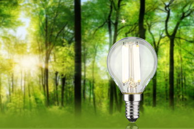 LED-Leuchtmittel mit klarem Glas und E14-Fassung vor grünem Waldhintergrund für energiesparende Beleuchtung