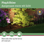 Tuin met groene esdoorn en paarse en rode bloemen bij houten schutting met warm wit licht