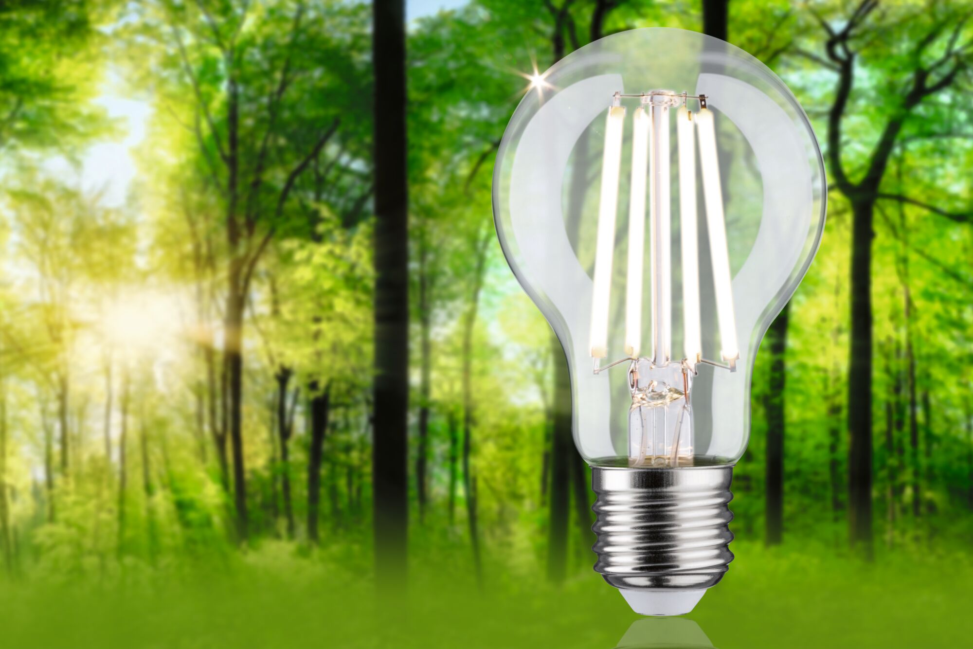 Clear glass LED light bulb with metal base in front of green forest background for energy-saving lighting