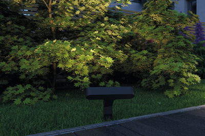 Black LED garden light illuminating green bushes beside a walkway outdoors