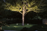 Garden with illuminated tree trunk and green leaves, LED outdoor spotlights on lawn for landscape lighting