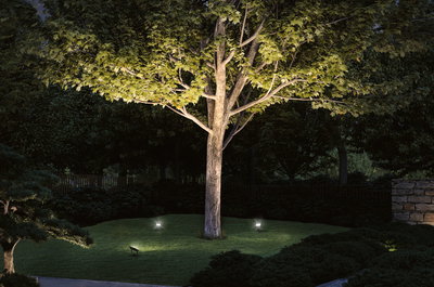 Tuin met verlichte boomstam en groene bladeren, LED-buitenstralers op gazon voor landschapsverlichting