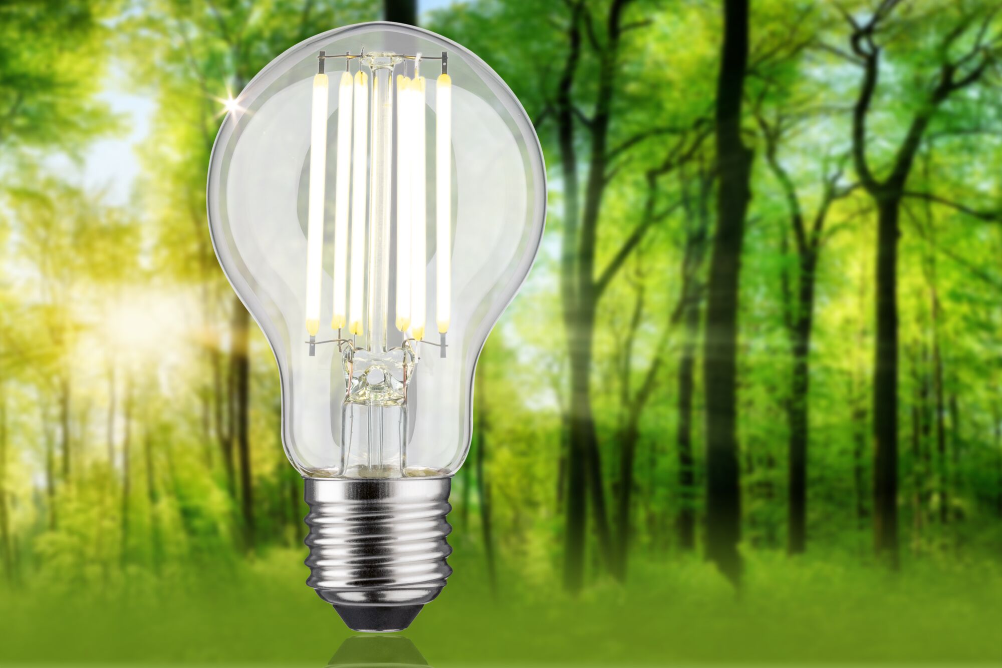 LED light bulb with clear glass and silver base against green forest background for energy-efficient lighting