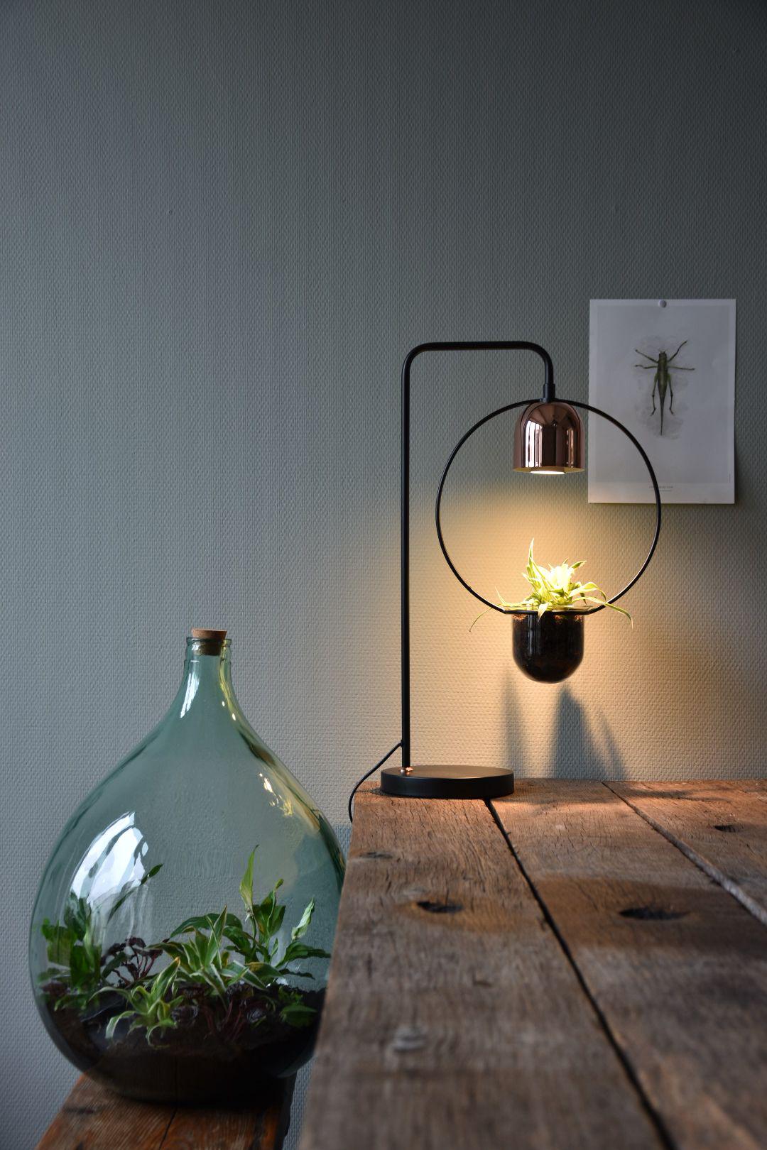 Modern plant light with black metal frame and copper lamp illuminating green plant on wooden table