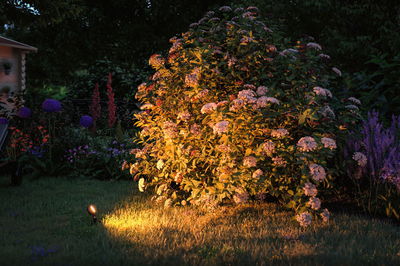 Gartenstrauch mit weißen Blüten bei Nacht, beleuchtet von warmweißem LED-Gartenstrahler auf Rasen.