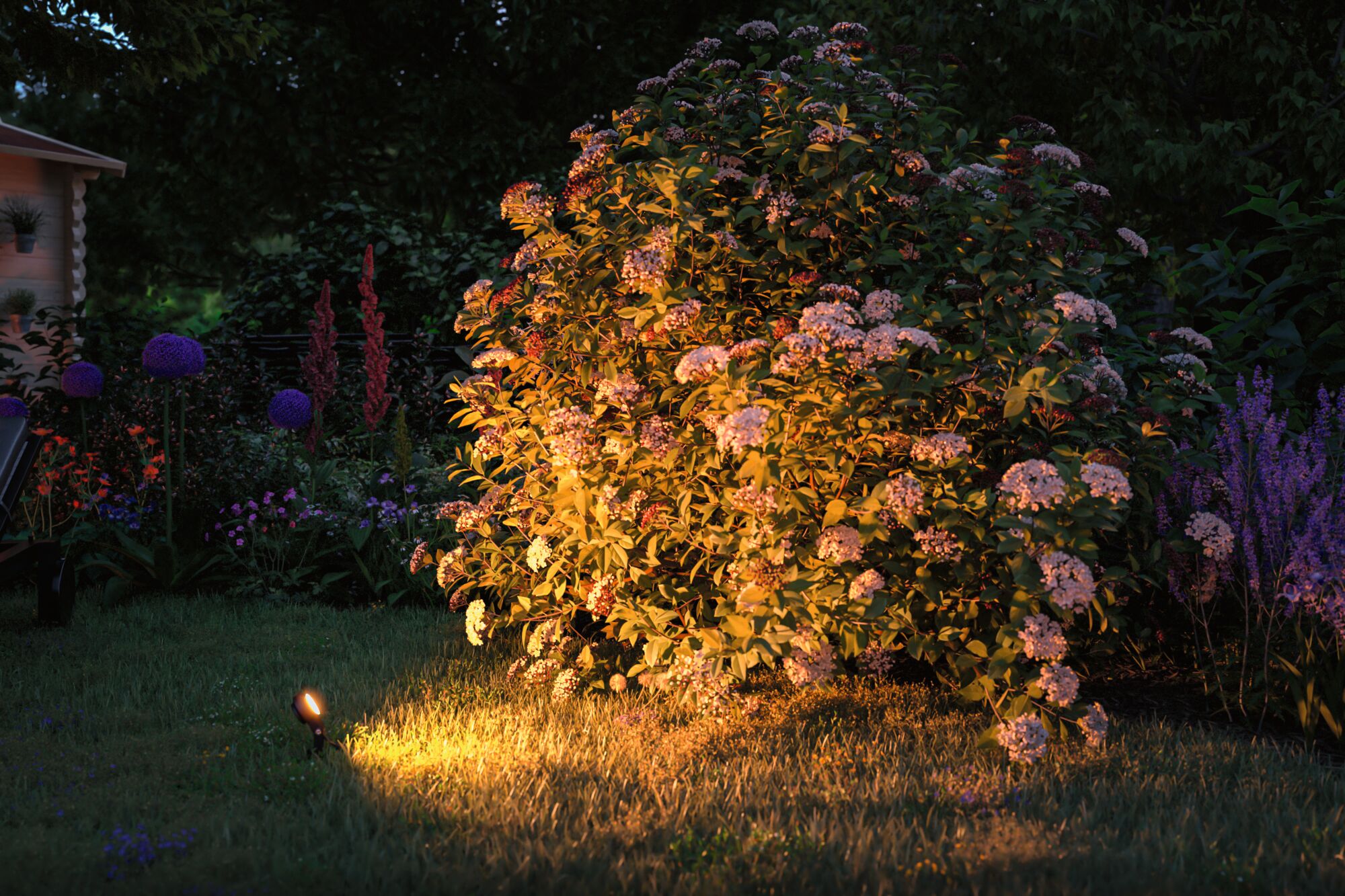 Garden shrub with white flowers at night lit by warm white LED garden spotlight on grass.
