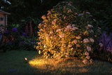 Garden shrub with white flowers at night lit by warm white LED garden spotlight on grass.