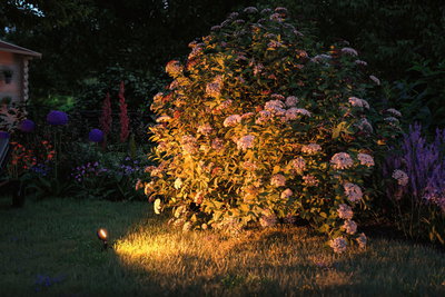 Garden shrub with white flowers at night lit by warm white LED garden spotlight on grass.