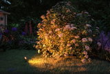 Gartenstrauch mit weißen Blüten bei Nacht, beleuchtet von warmweißem LED-Gartenstrahler auf Rasen.