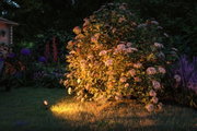 Gartenstrauch mit weißen Blüten bei Nacht, beleuchtet von warmweißem LED-Gartenstrahler auf Rasen.