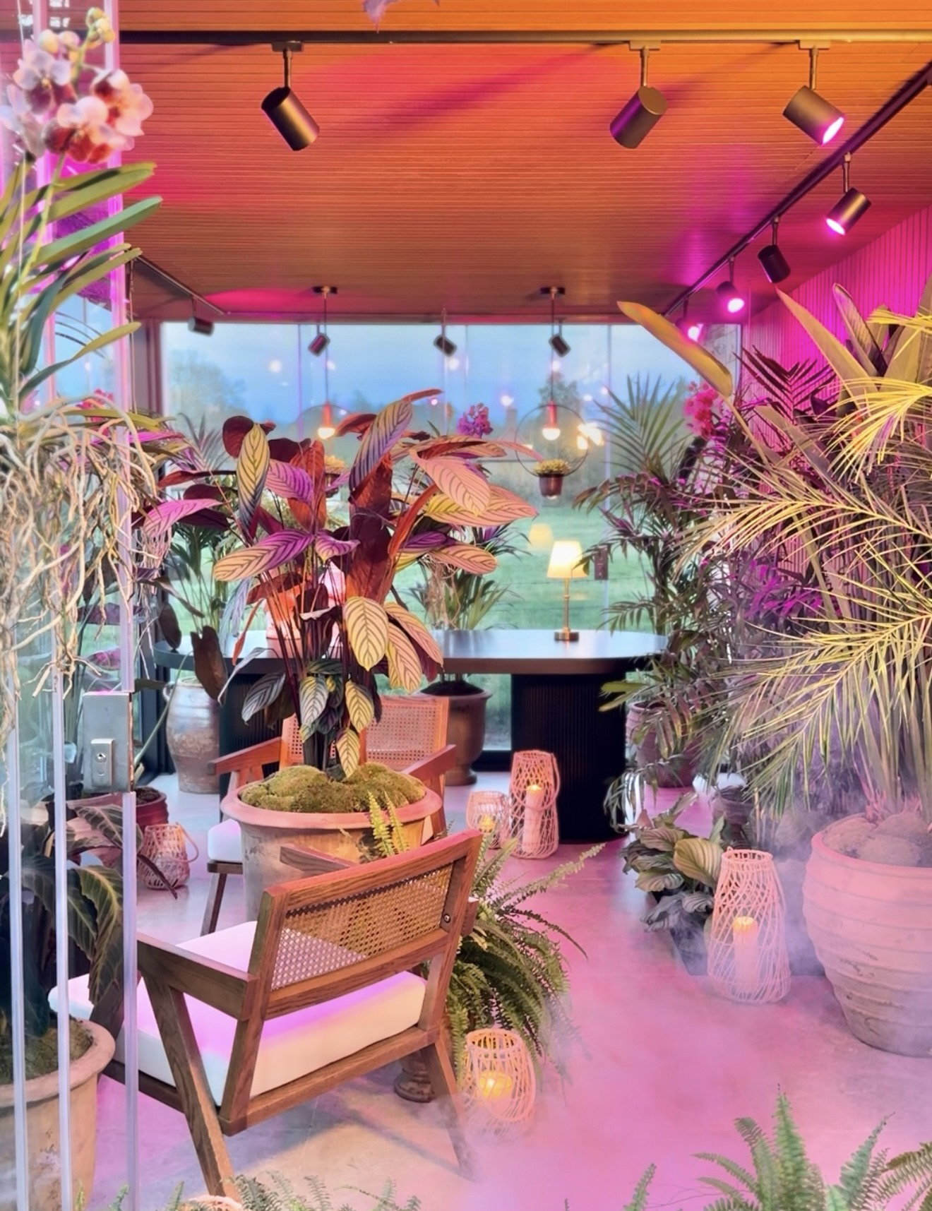 Modern conservatory with wooden ceiling, plants and LED spotlights in warm pink light for cozy living space