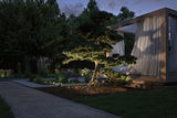 Garden with illuminated bonsai tree and modern wooden pavilion with white curtains at dusk