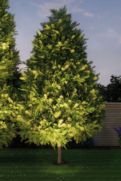 Arbre de jardin vert aux aiguilles jaunâtres sur pelouse soignée devant une clôture en bois
