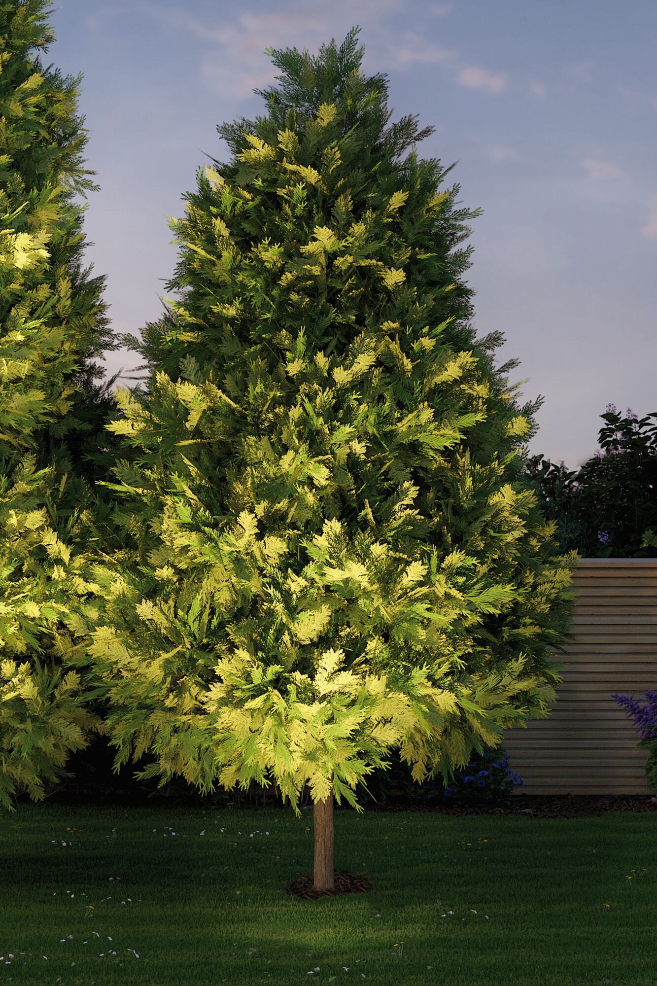Groene tuinboom met geelachtige naalden op verzorgd gazon bij houten schutting, tuindecoratie
