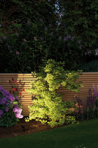 Jardin avec arbuste d'érable vert éclairé par projecteur LED devant une clôture en bois et des fleurs colorées.
