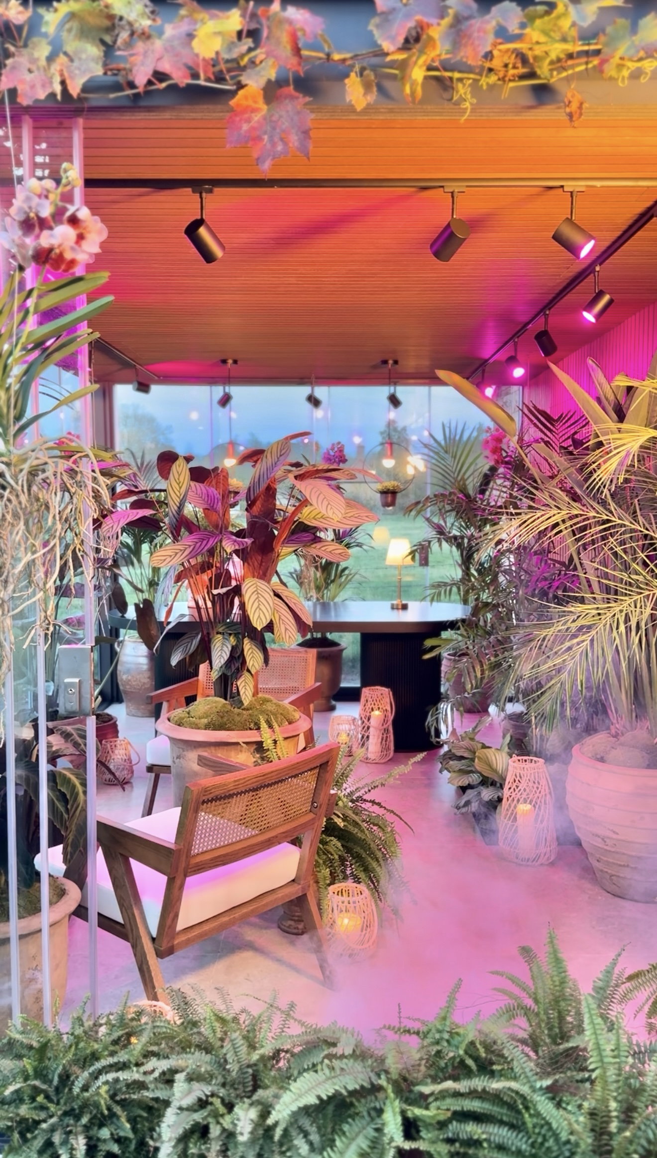 Modern conservatory with wooden ceiling, plants and LED spotlights in warm pink light for cozy living space