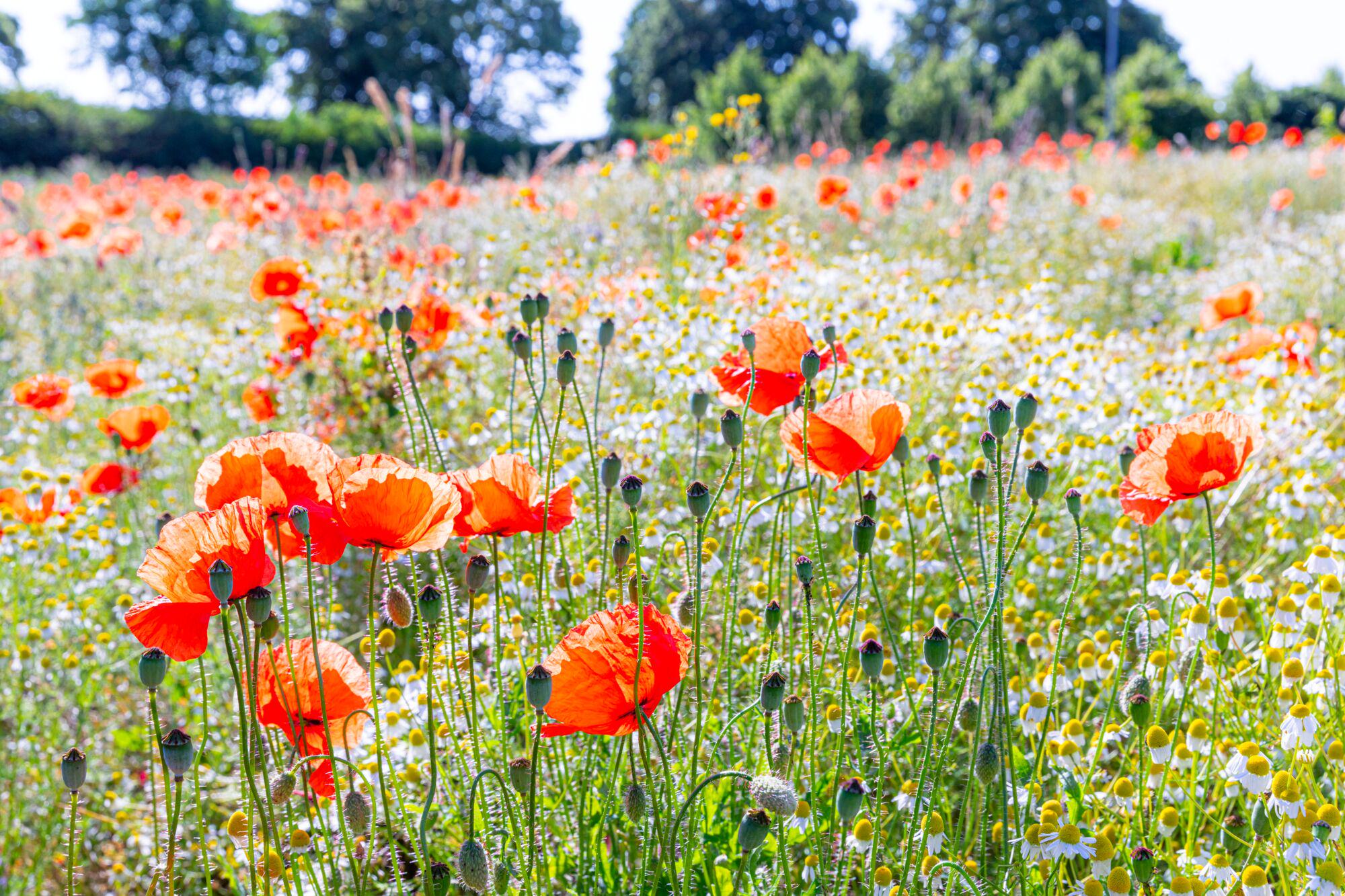 Bunte Blumenwiese mit roten Mohnblumen und weißen Kamillenblüten im Sonnenlicht für nachhaltige Natur.