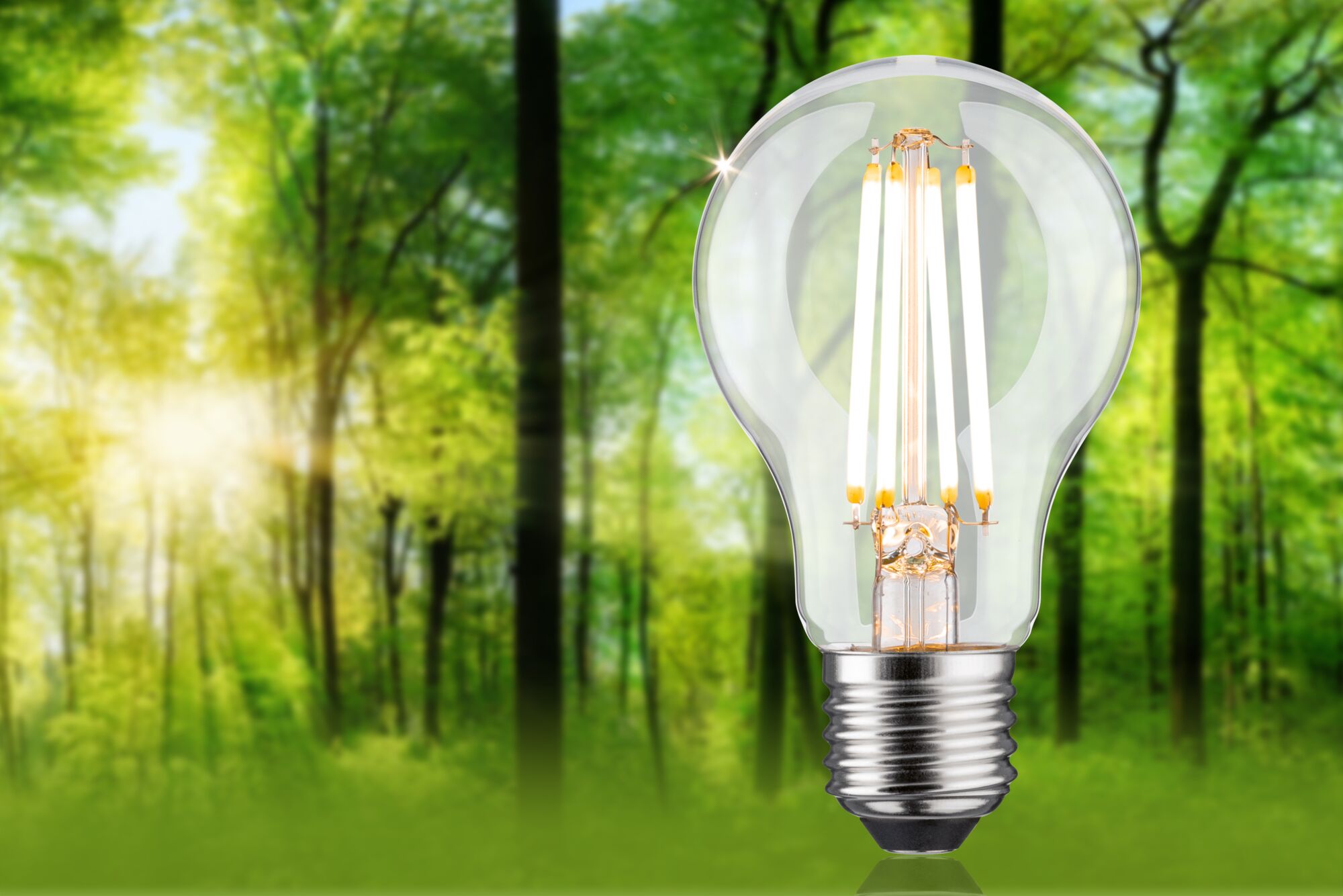 LED light bulb with clear glass and metal base against green forest background for energy-saving lighting