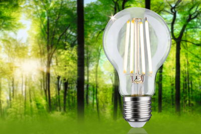 Ampoule LED en verre transparent avec lumière blanc chaud devant un fond de forêt verte pour éclairage économique