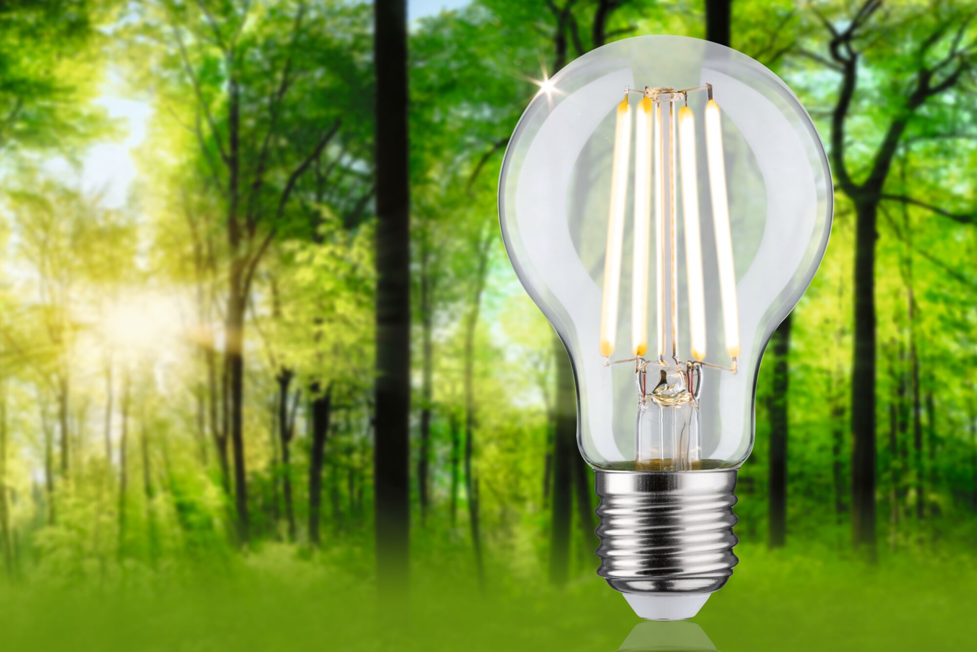 Clear glass LED bulb with warm white light in front of green forest background for energy-saving lighting