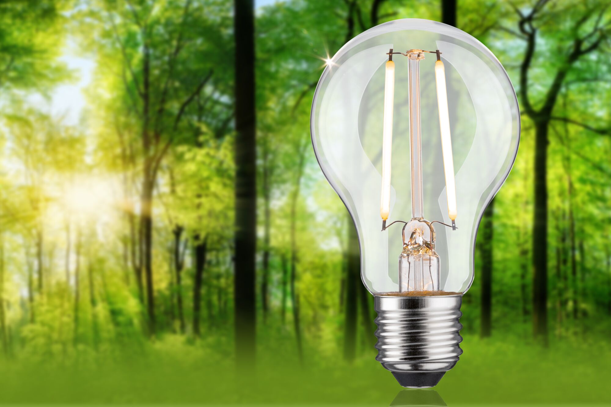Klassische LED-Glühbirne mit transparentem Glas und Metallfassung vor grünem Waldhintergrund für energiesparende Beleuchtung
