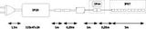 Technical drawing of LED strip with IP20 and IP67 ratings, connection cable, and dimensions.
