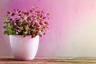 Grüner Pflanzenstrauch in weißem Keramiktopf auf Holztisch mit rosa Lichtakzent für Pflanzenlicht.