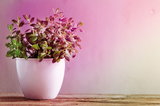 Green plant bush in white ceramic pot on wooden table with pink light accent for grow lighting.