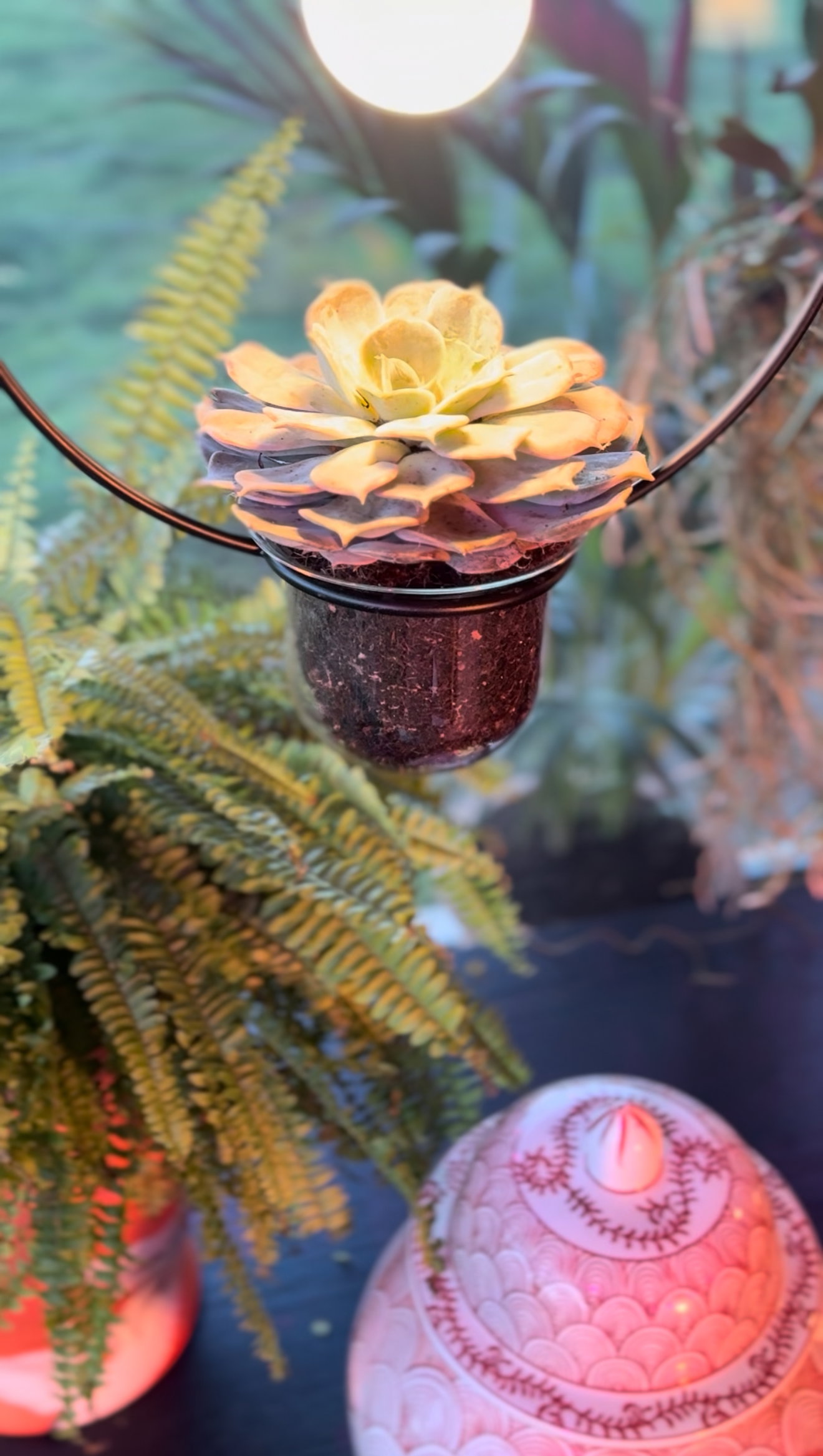 Pendant luminaire Tasja Yellow-green succulent in hanging pot with black metal frame, surrounded by fern and decorative objects.